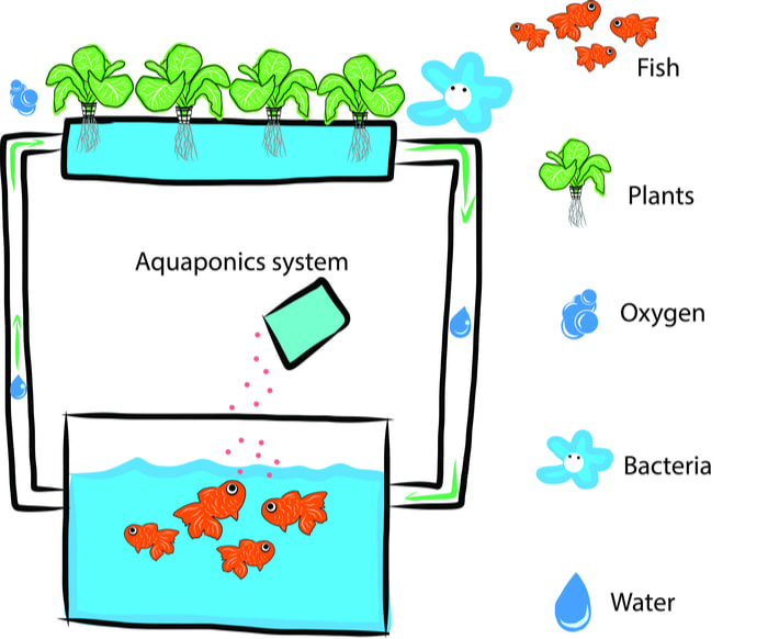 how aquaponics works