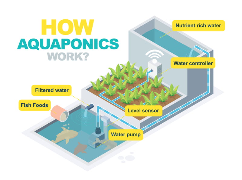 How Aquaponics Work