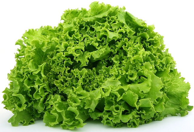 lettuce aquaponics