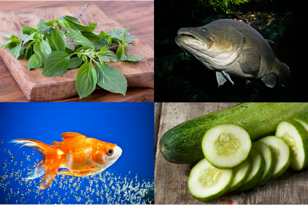 What You Can Grow Using An Aquaponics System