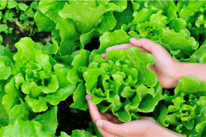 Aquaponics Grow Lettuce