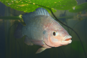 Tilapia Aquaponics Fish