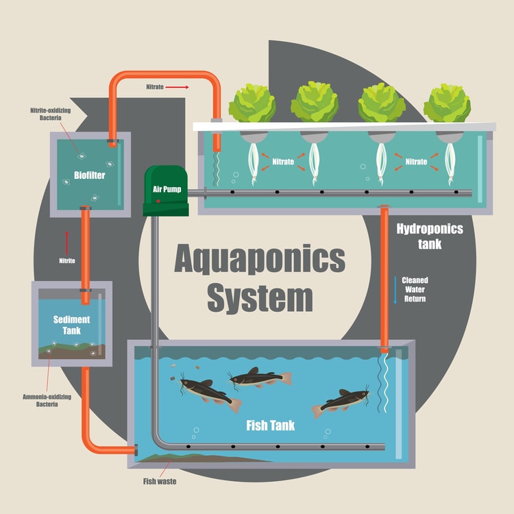 Aquaponics Farming System