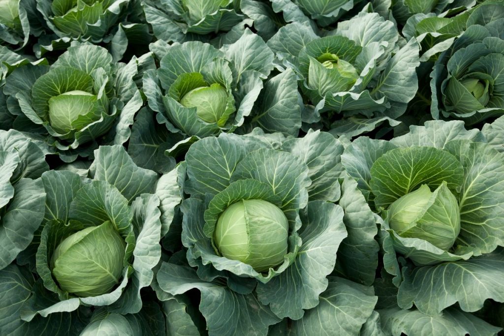 aquaponic cabbage