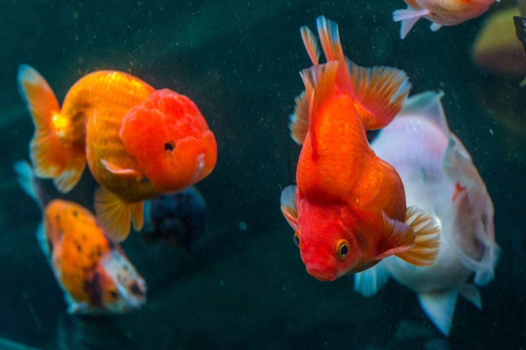 different types of goldfish