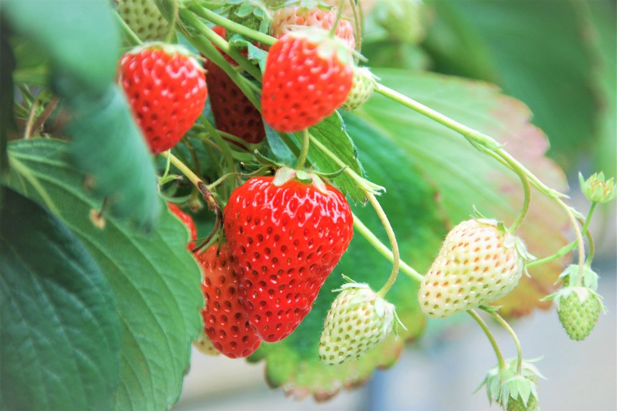5 Tips For Growing Aquaponic Strawberries At Home The Aquaponics Guide