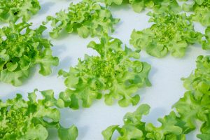 growing lettuce in aquaponics