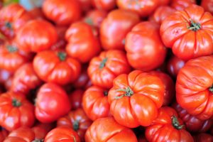 growing tomatoes in aquaponics